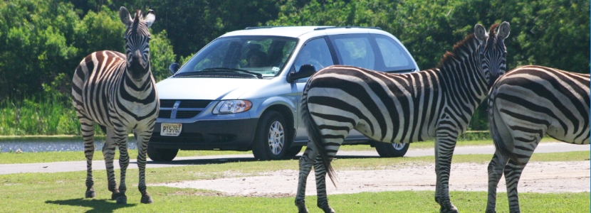 Lion Country Safari Unique Birthday Party Venues Florida