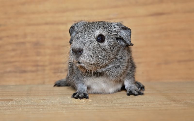 A Touch of Nature Animal Themed Parties in Northern NJ