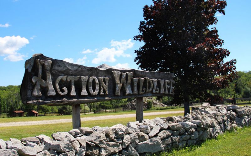 Action Wildlife petting zoo parties in Litchfield County CT