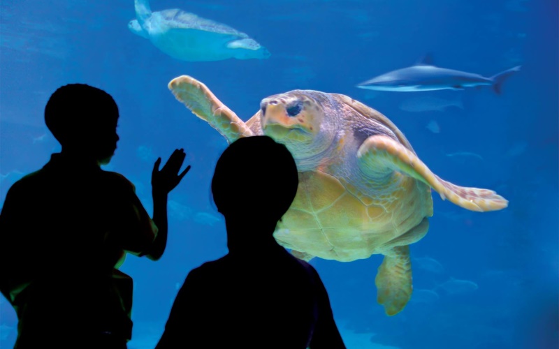 adventure aquarium in camden nj