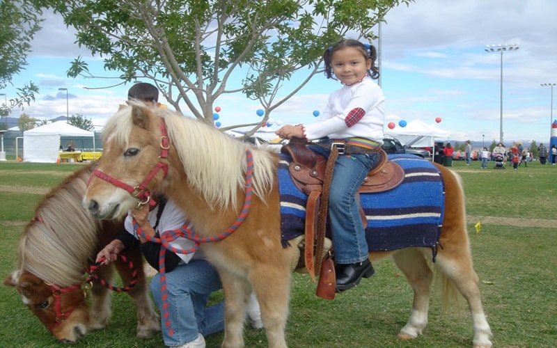 Conner Carriages and Occasions Pony Parties