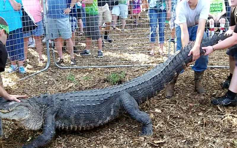 Croc Encounters In Your Home Parties in FL