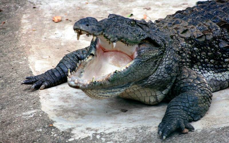 Croc Encounters Kids Reptile Parties in Tampa