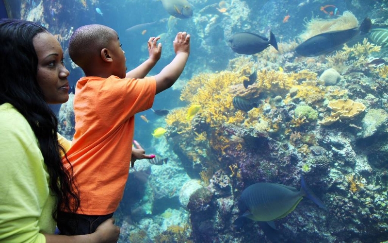 Georgia Aquarium In Atlanta, Georgia