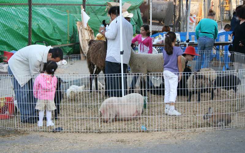 hidden creek farms petting zoo in sebring florida