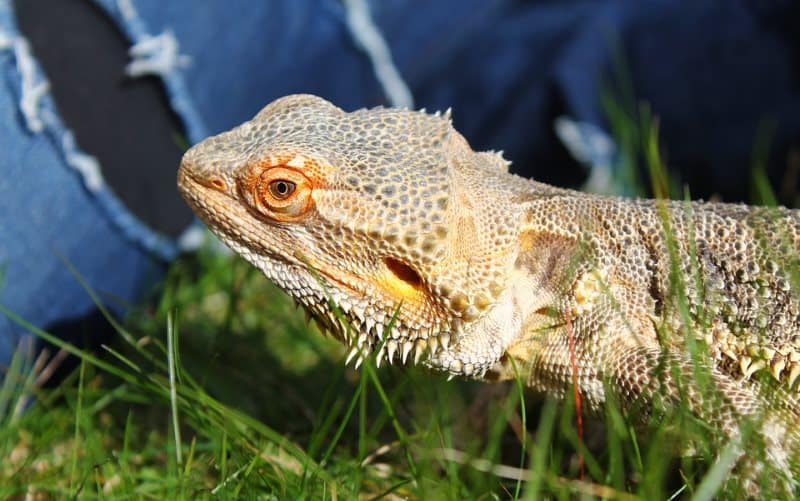 My Reptile Guys Animal Themed Party Entertainers in Atlanta GA