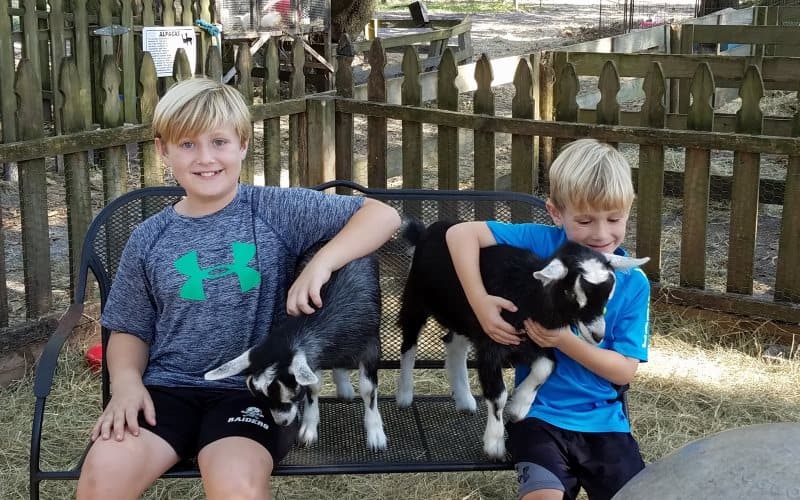 Norwood Stables Petting Zoo Parties For Kids In GA