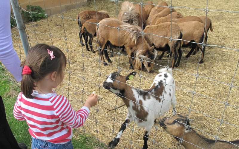 party animals petting zoo services in sudlersville md