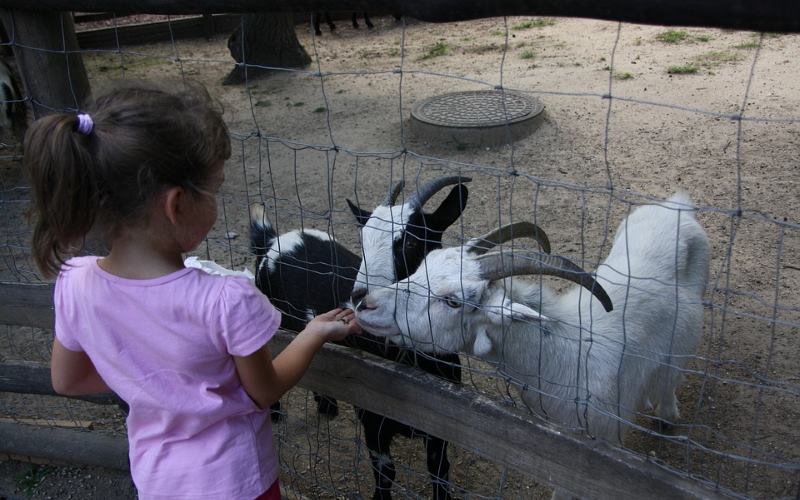 petting zoo ocala party services in ocala florida