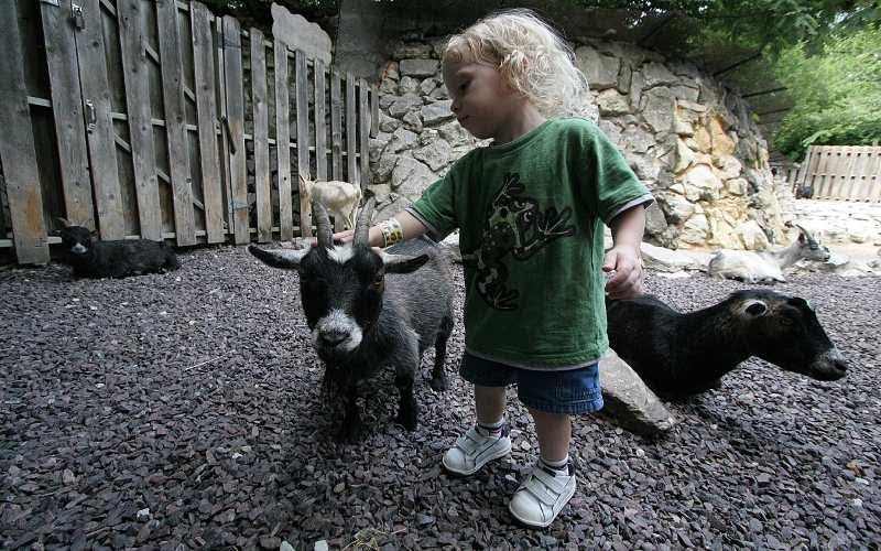 pine view farm fun petting zoo parties in littlestown pa