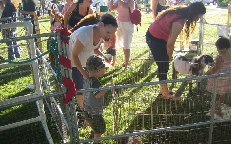 ponies and petting zoo of miami in hialeah fl