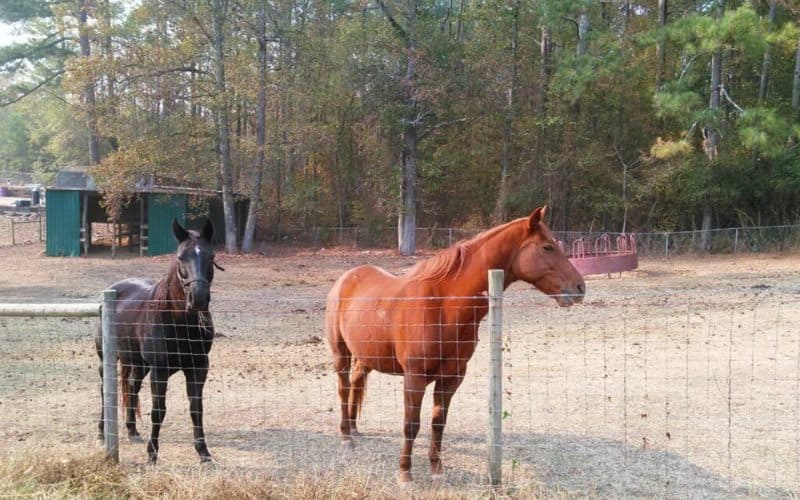 Save The Horses Human Rescue Pony Parties For Kids In Cumming GA