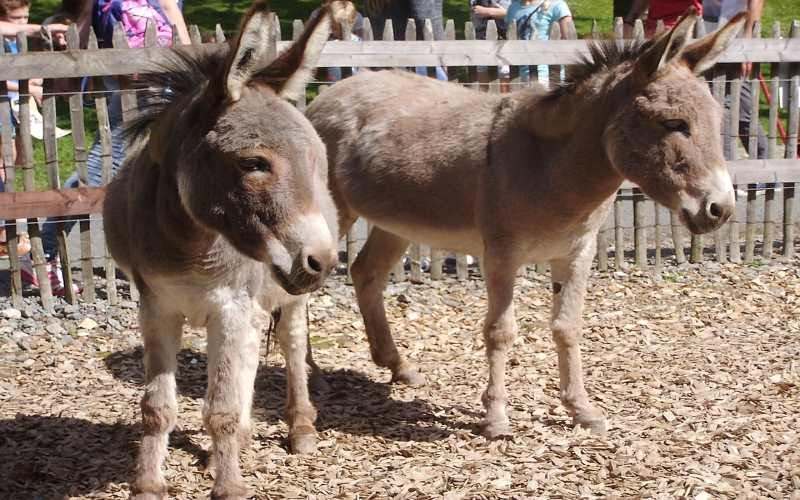 sleepy hollow ponies petting zoo parties in quakertown pa