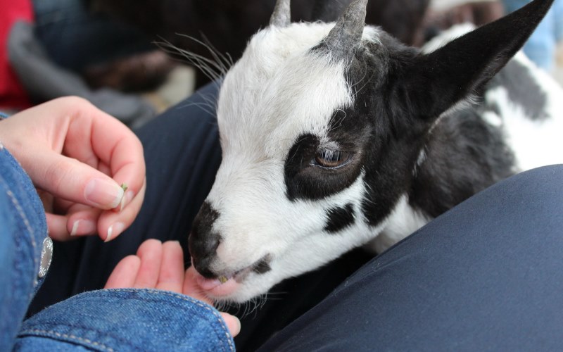 springdale farm petting zoo parties in spencerport new york