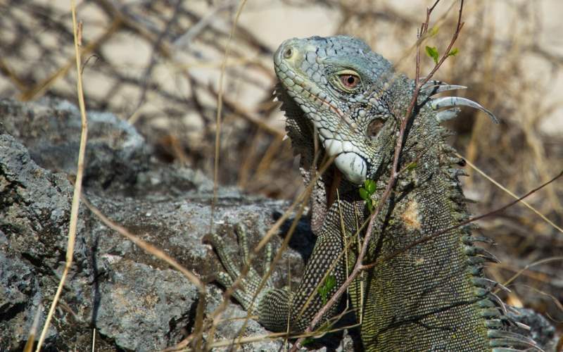 Awesome Kids Reptile Parties The Lizard Guys in NJ