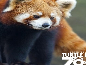 Turtle Back Zoo Kids Party Place in Essex County NJ
